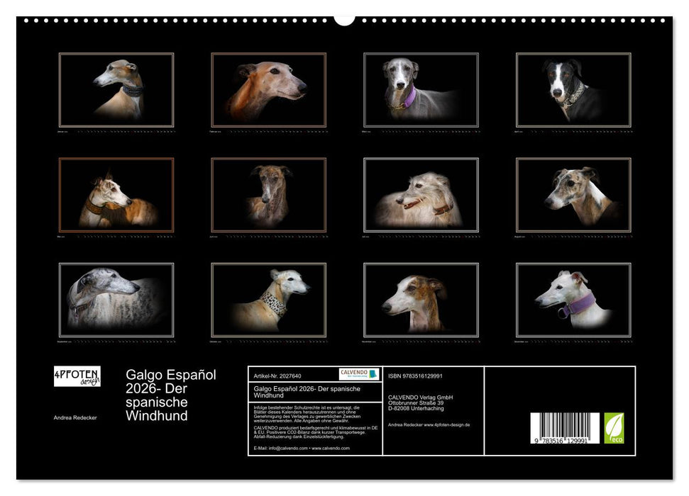 Galgo Español 2026- Der spanische Windhund (CALVENDO Premium Wandkalender 2026)