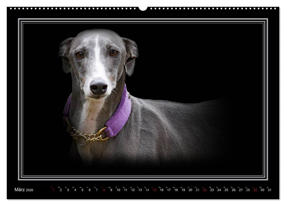 Galgo Español 2026- Der spanische Windhund (CALVENDO Premium Wandkalender 2026)