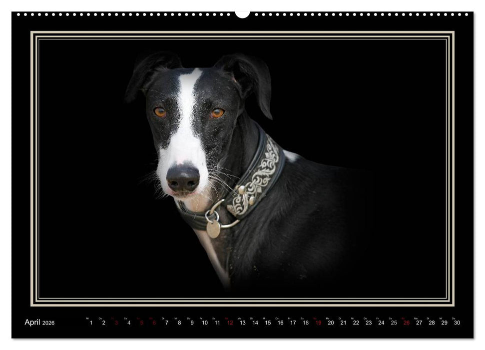 Galgo Español 2026- Der spanische Windhund (CALVENDO Premium Wandkalender 2026)