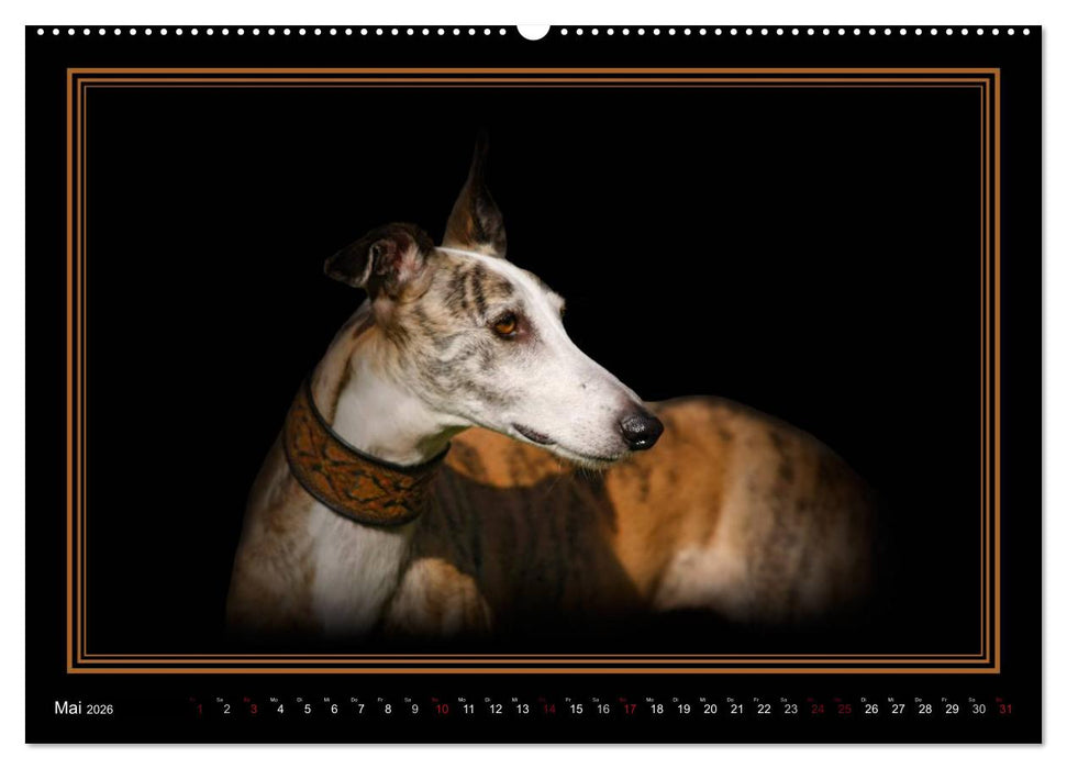 Galgo Español 2026- Der spanische Windhund (CALVENDO Premium Wandkalender 2026)