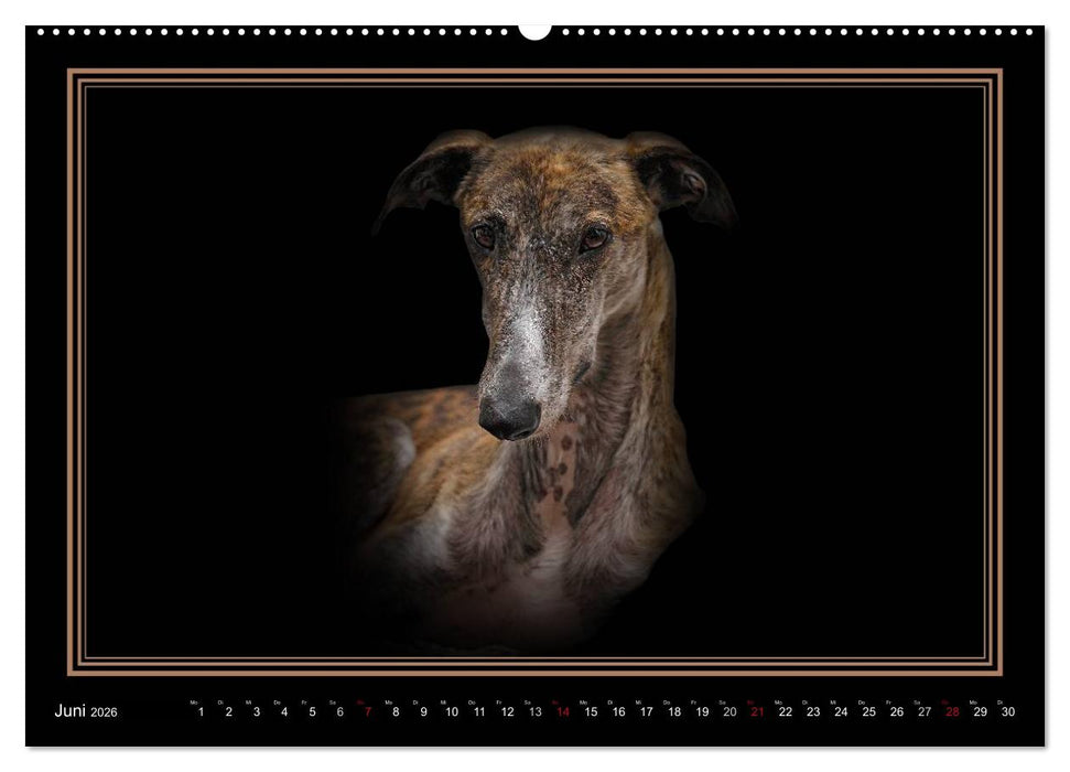 Galgo Español 2026- Der spanische Windhund (CALVENDO Premium Wandkalender 2026)