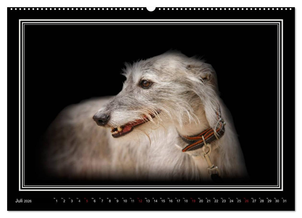 Galgo Español 2026- Der spanische Windhund (CALVENDO Premium Wandkalender 2026)