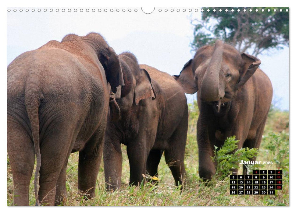 Bedrohte Riesen - Elefanten in Sri Lanka (CALVENDO Wandkalender 2026)