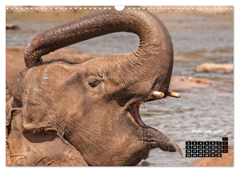 Bedrohte Riesen - Elefanten in Sri Lanka (CALVENDO Wandkalender 2026)