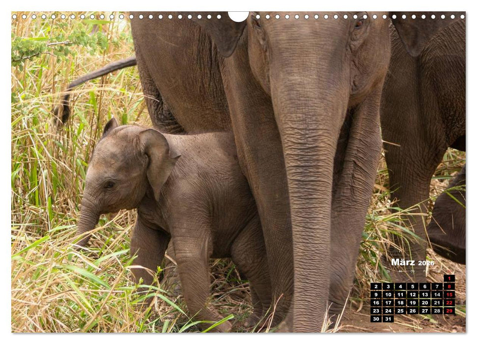 Bedrohte Riesen - Elefanten in Sri Lanka (CALVENDO Wandkalender 2026)