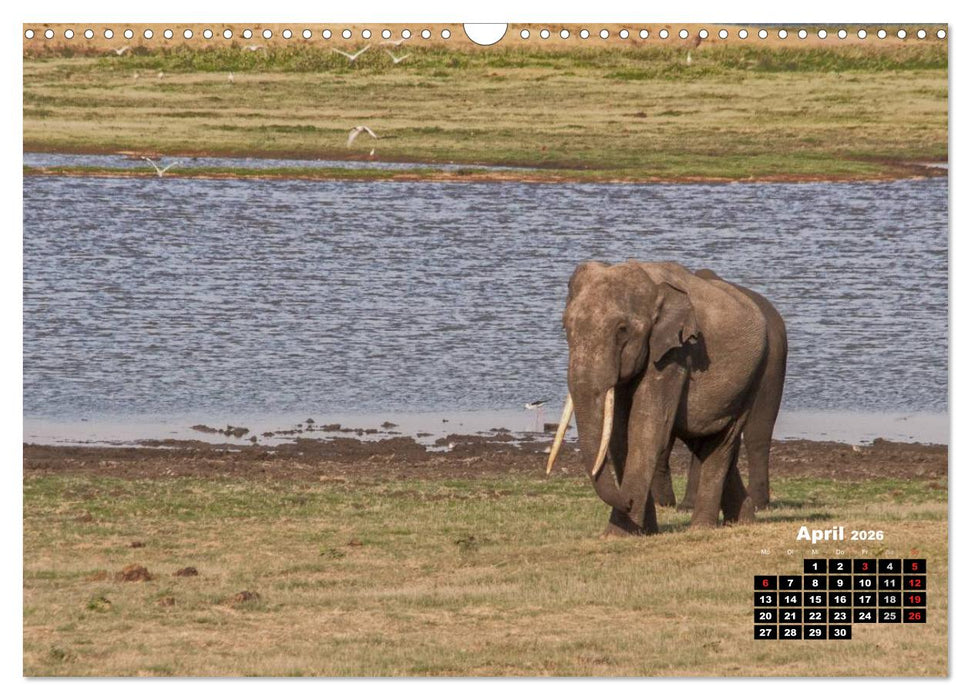 Bedrohte Riesen - Elefanten in Sri Lanka (CALVENDO Wandkalender 2026)