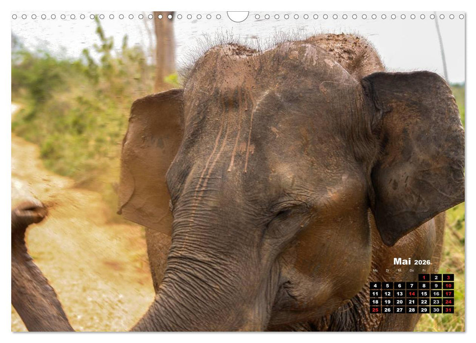 Bedrohte Riesen - Elefanten in Sri Lanka (CALVENDO Wandkalender 2026)