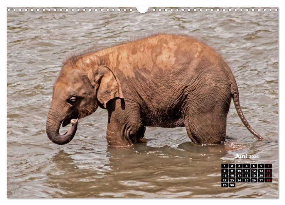 Bedrohte Riesen - Elefanten in Sri Lanka (CALVENDO Wandkalender 2026)