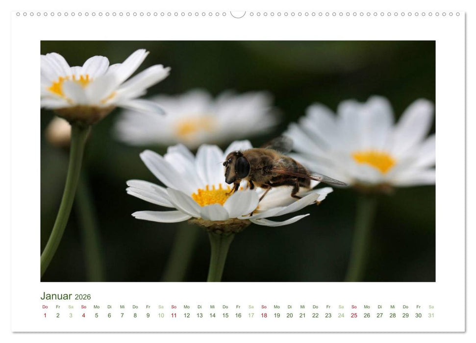 Heimische Insekten 2026 (CALVENDO Premium Wandkalender 2026)