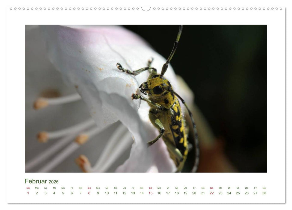 Heimische Insekten 2026 (CALVENDO Premium Wandkalender 2026)