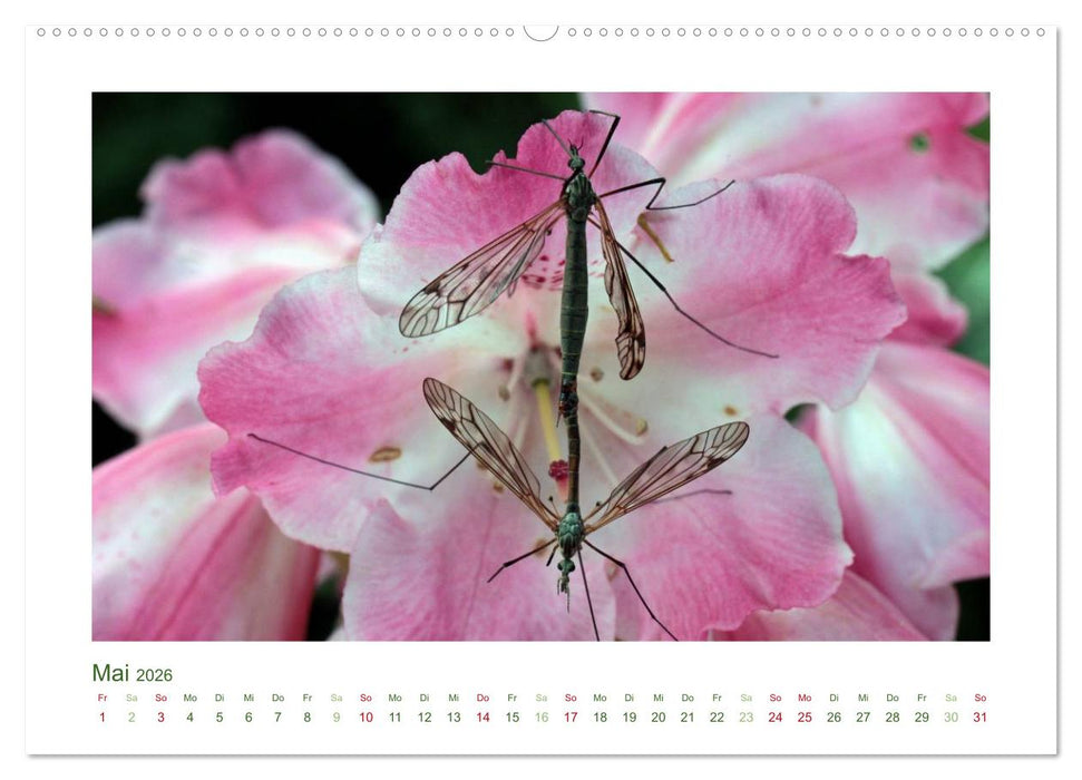 Heimische Insekten 2026 (CALVENDO Premium Wandkalender 2026)