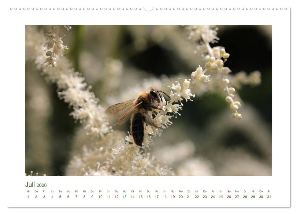 Heimische Insekten 2026 (CALVENDO Premium Wandkalender 2026)