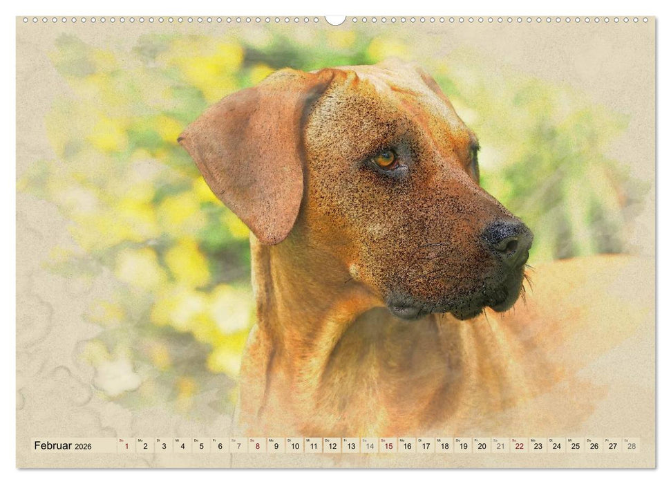 Rhodesian Ridgeback 2026 (CALVENDO Premium Wandkalender 2026)
