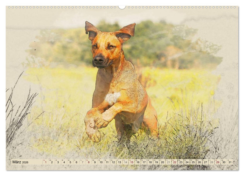 Rhodesian Ridgeback 2026 (CALVENDO Premium Wandkalender 2026)