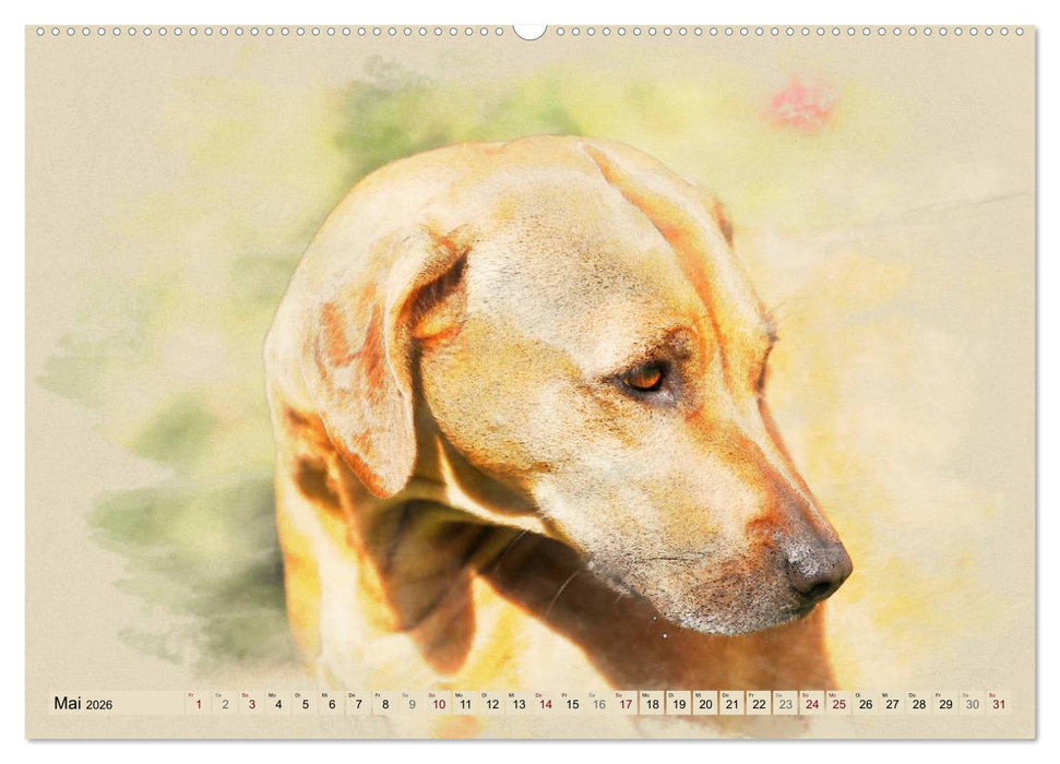 Rhodesian Ridgeback 2026 (CALVENDO Premium Wandkalender 2026)