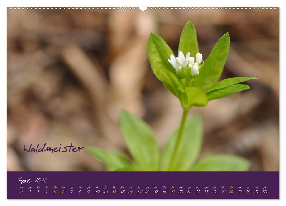 Heilkräuterkalender (CALVENDO Premium Wandkalender 2026)