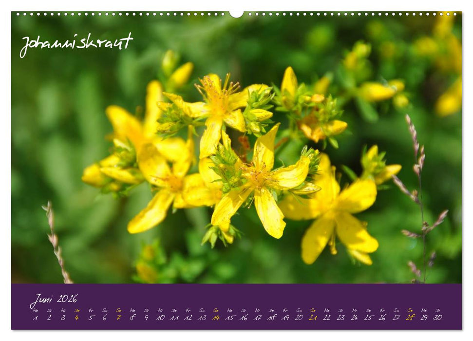 Heilkräuterkalender (CALVENDO Premium Wandkalender 2026)