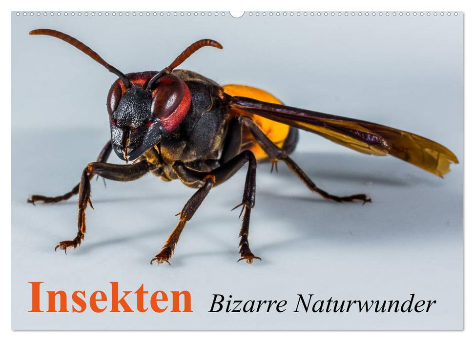 Insekten • Bizarre Naturwunder (CALVENDO Wandkalender 2026)