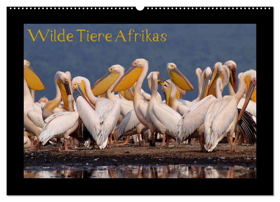 Wilde Tiere Afrikas (CALVENDO Wandkalender 2026)