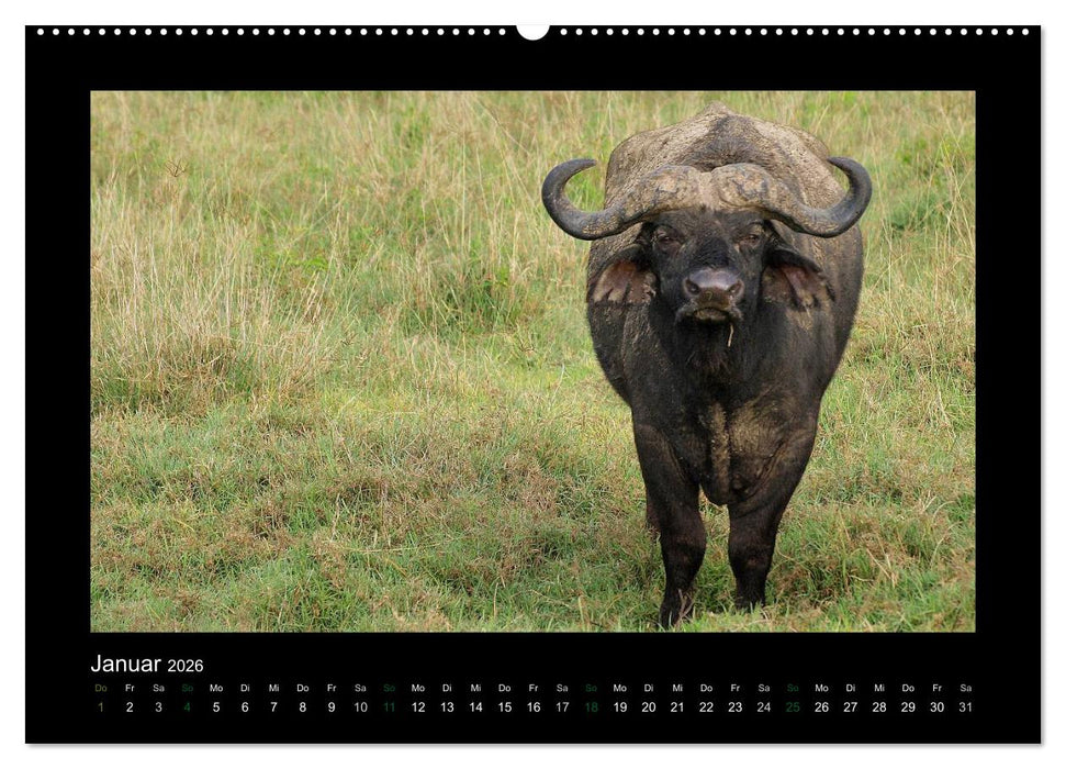 Wilde Tiere Afrikas (CALVENDO Wandkalender 2026)