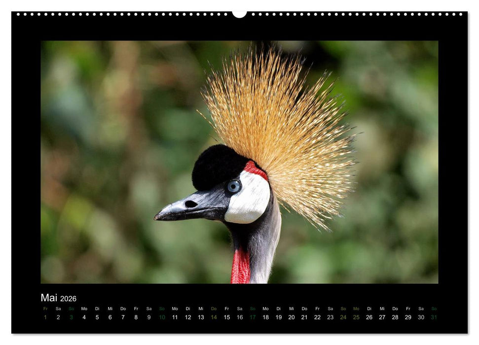 Wilde Tiere Afrikas (CALVENDO Wandkalender 2026)