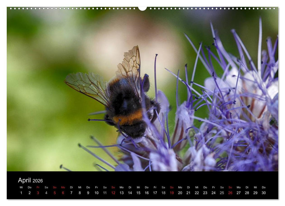 Hummelflug (CALVENDO Wandkalender 2026)