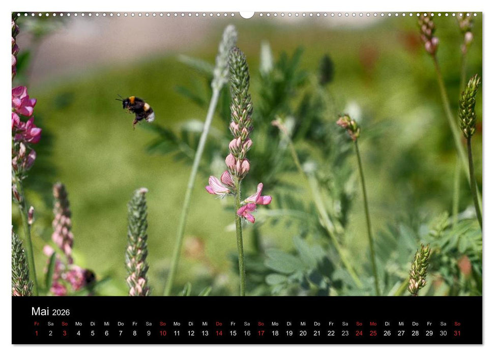 Hummelflug (CALVENDO Wandkalender 2026)