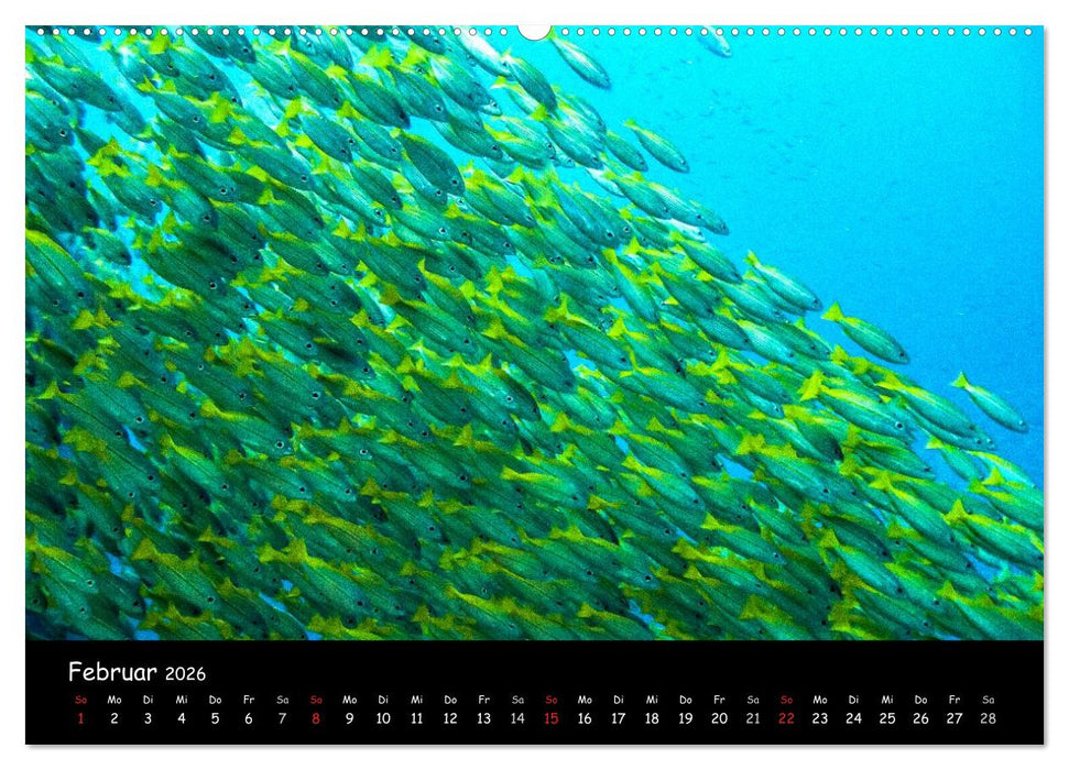Die Welt unter Wasser (CALVENDO Premium Wandkalender 2026)