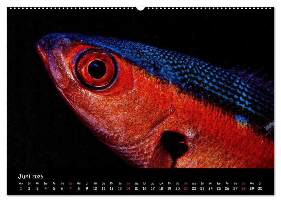 Die Welt unter Wasser (CALVENDO Premium Wandkalender 2026)