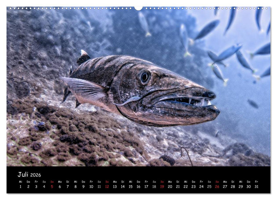 Die Welt unter Wasser (CALVENDO Premium Wandkalender 2026)