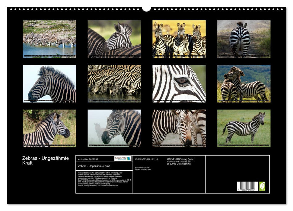 Zebras - Ungezähmte Kraft (CALVENDO Wandkalender 2026)