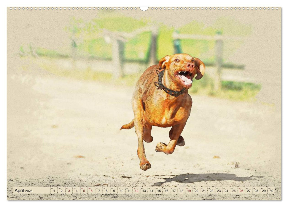 Magyar Vizsla 2026 (CALVENDO Premium Wandkalender 2026)