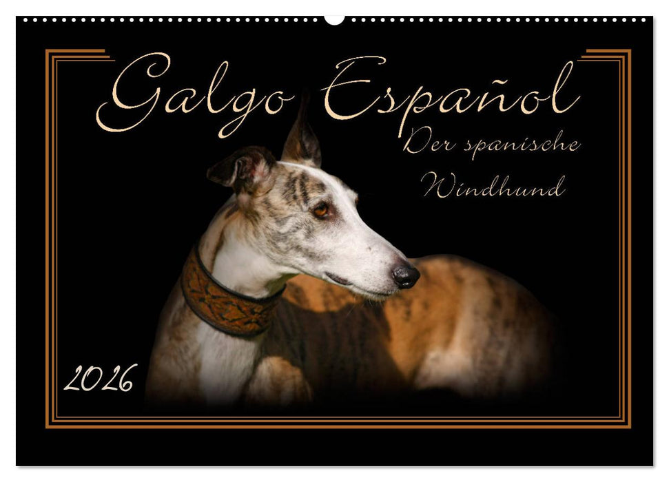 Galgo Español 2026- Der spanische Windhund (CALVENDO Wandkalender 2026)