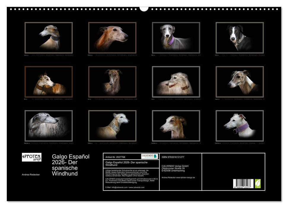 Galgo Español 2026- Der spanische Windhund (CALVENDO Wandkalender 2026)