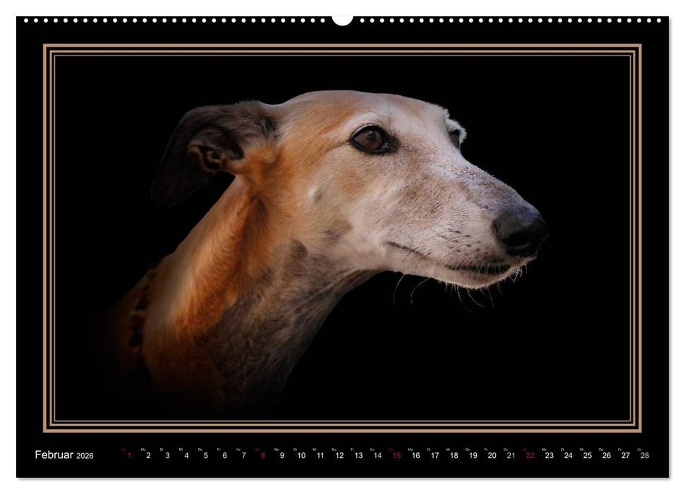 Galgo Español 2026- Der spanische Windhund (CALVENDO Wandkalender 2026)