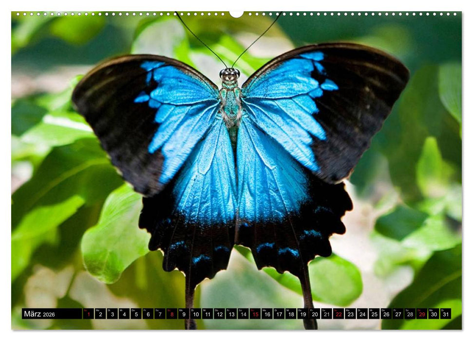 Regenwald • Tiere im Dschungel (CALVENDO Wandkalender 2026)