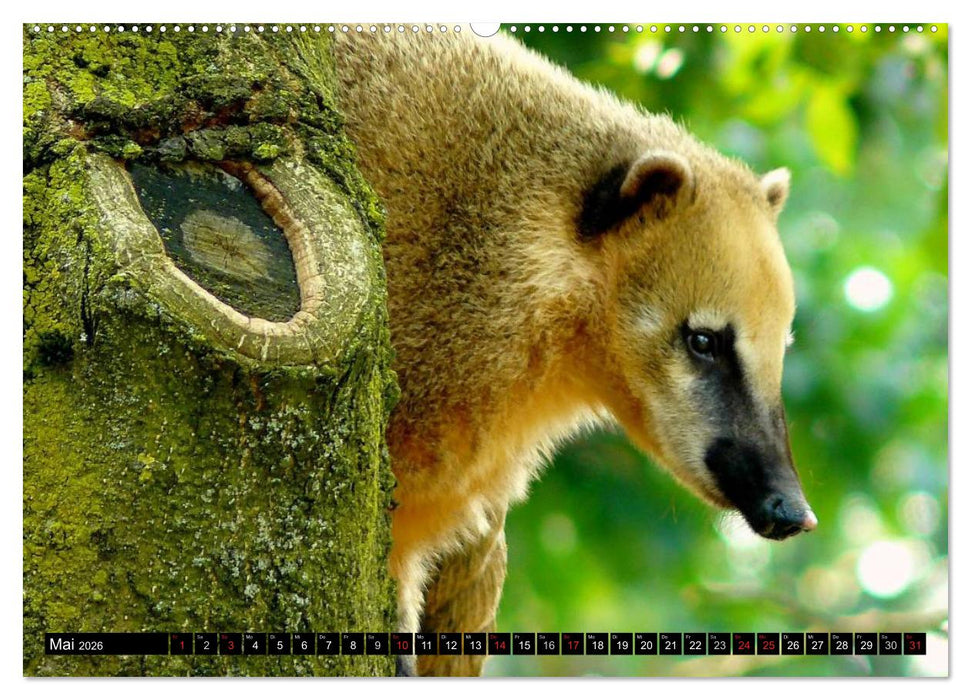 Regenwald • Tiere im Dschungel (CALVENDO Wandkalender 2026)