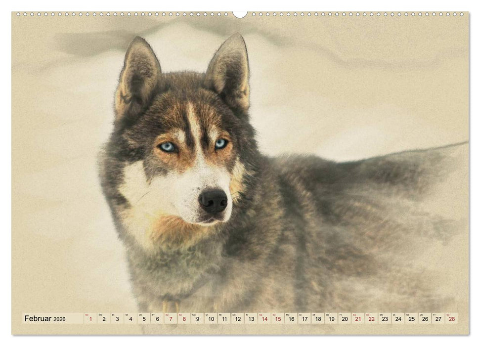 Schlittenhunde 2026 (CALVENDO Premium Wandkalender 2026)
