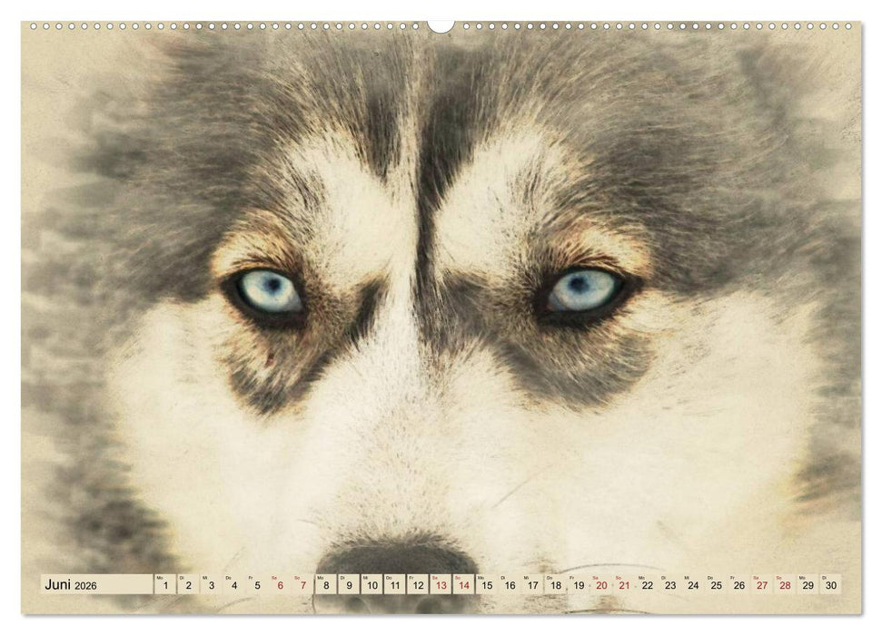Schlittenhunde 2026 (CALVENDO Premium Wandkalender 2026)