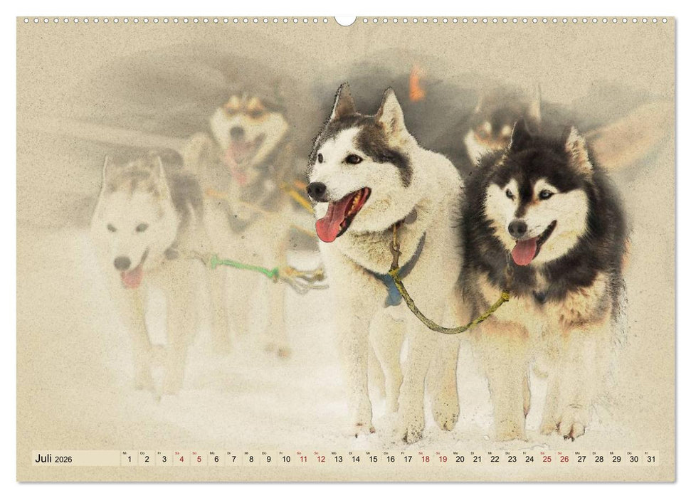 Schlittenhunde 2026 (CALVENDO Premium Wandkalender 2026)