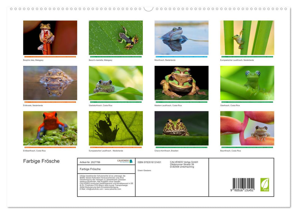 Farbige Frösche (CALVENDO Premium Wandkalender 2026)