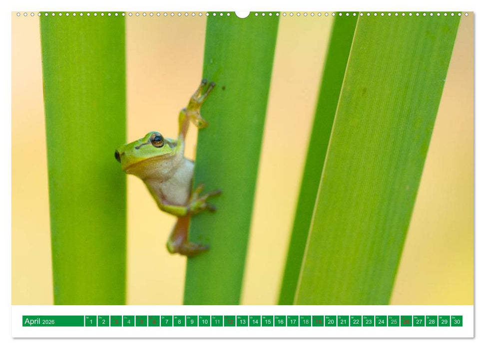 Farbige Frösche (CALVENDO Premium Wandkalender 2026)