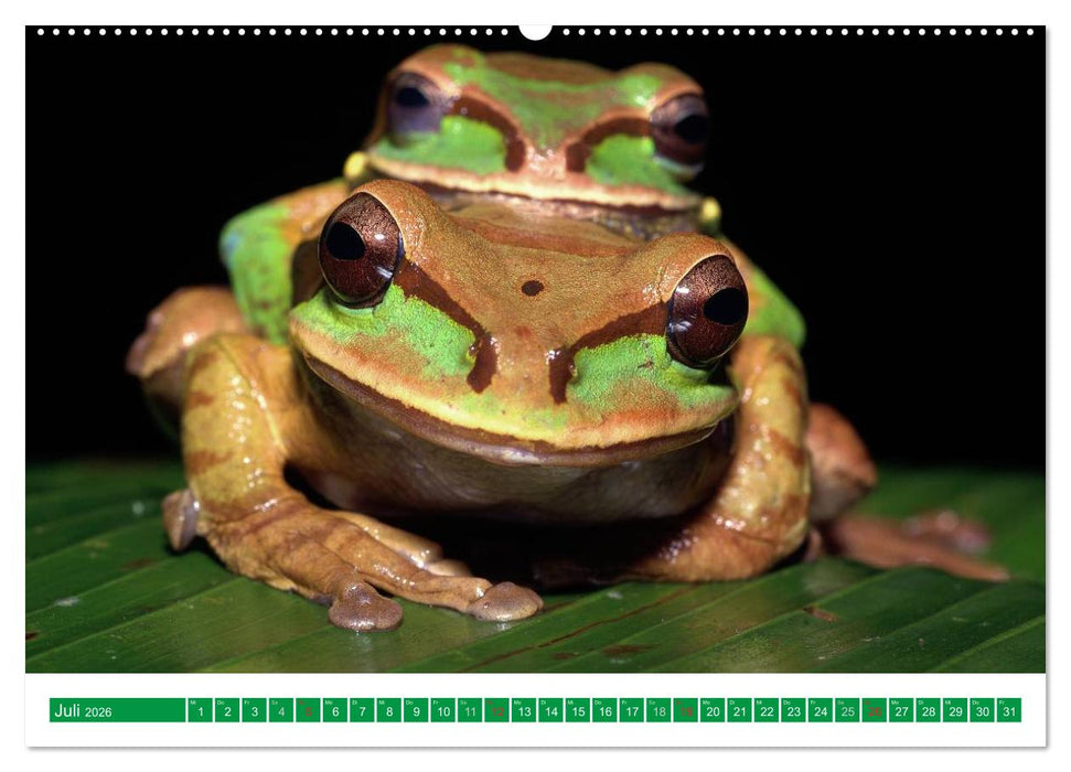 Farbige Frösche (CALVENDO Premium Wandkalender 2026)
