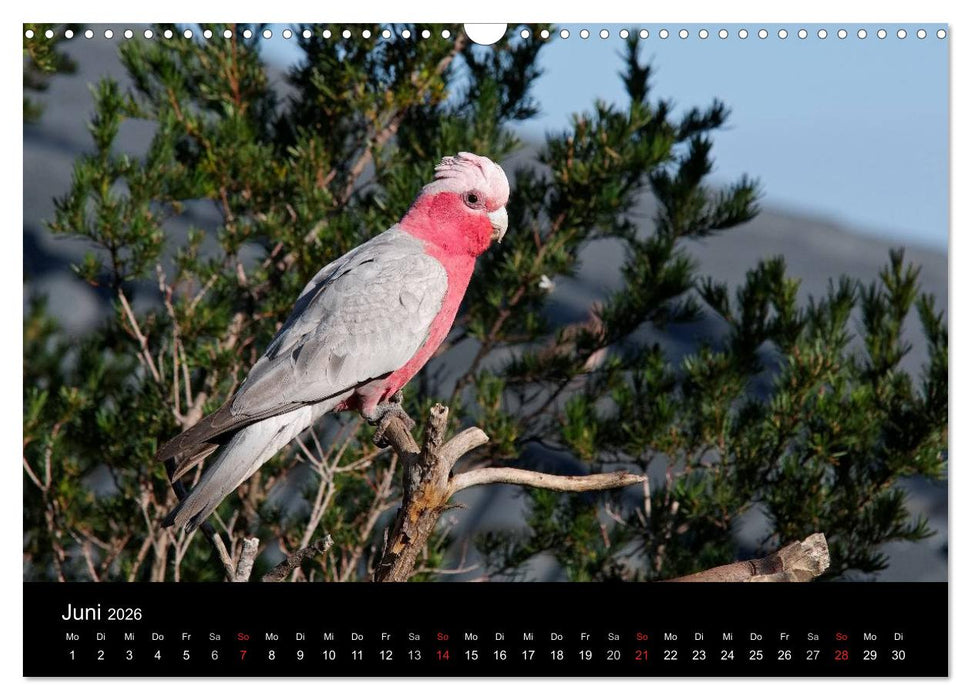 Wildes Australien - Naturparadies 5. Kontinent (CALVENDO Wandkalender 2026)