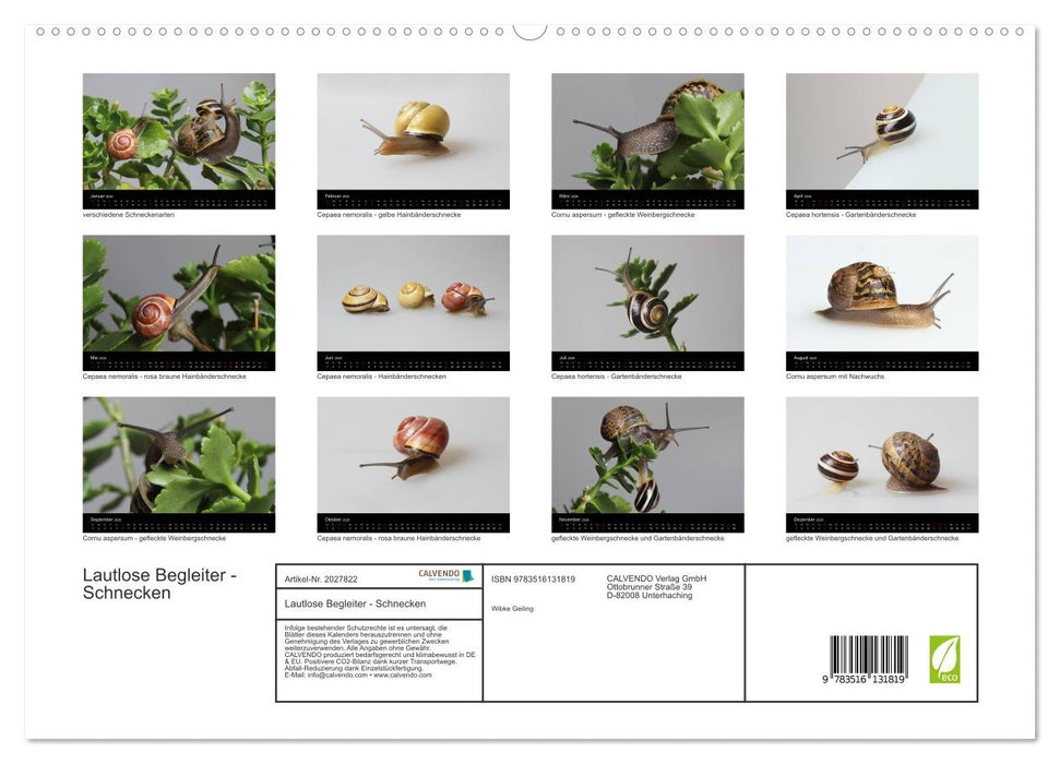 Lautlose Begleiter - Schnecken (CALVENDO Premium Wandkalender 2026)