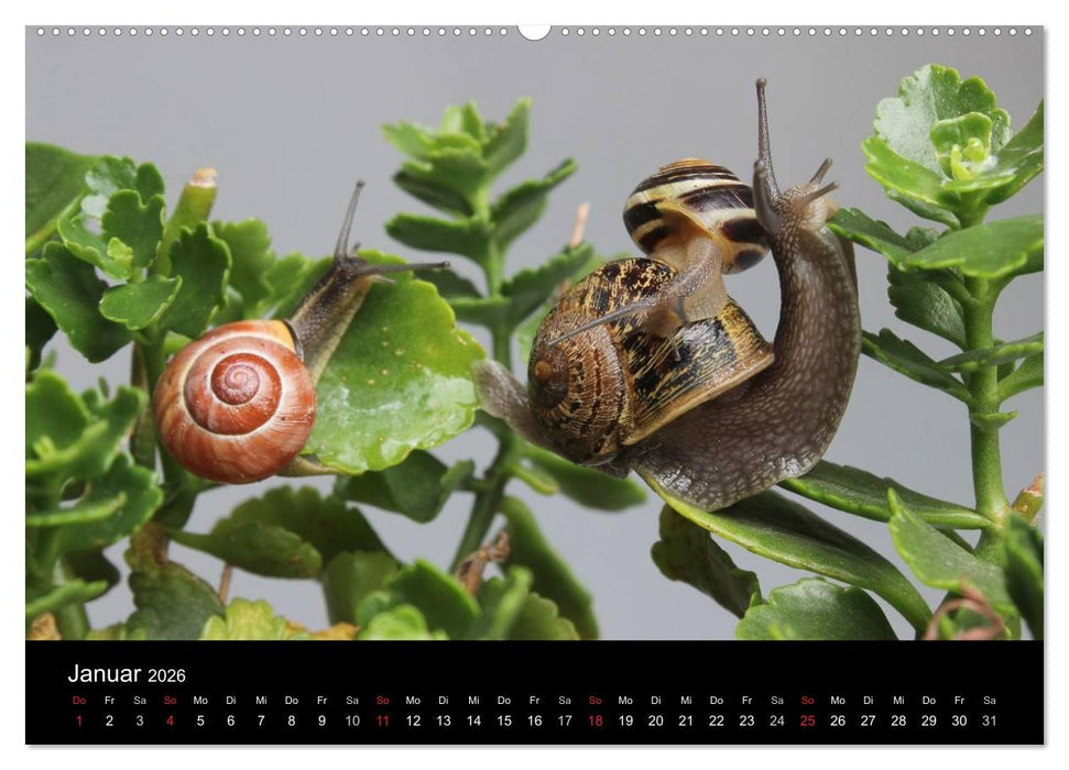 Lautlose Begleiter - Schnecken (CALVENDO Premium Wandkalender 2026)
