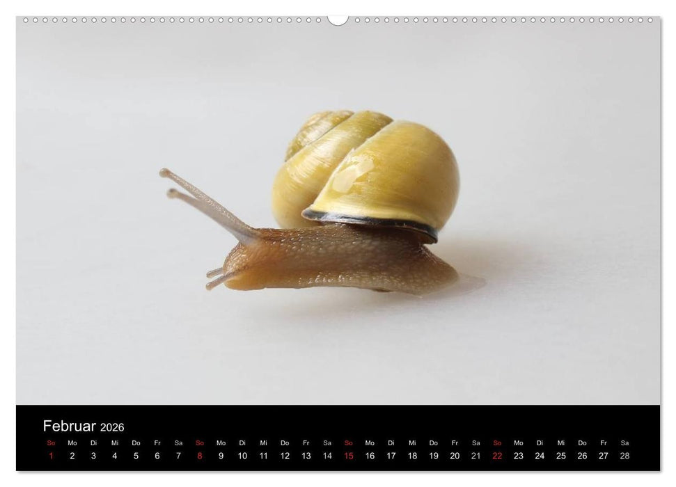 Lautlose Begleiter - Schnecken (CALVENDO Premium Wandkalender 2026)