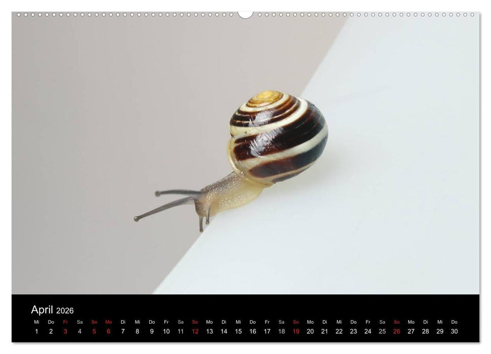 Lautlose Begleiter - Schnecken (CALVENDO Premium Wandkalender 2026)