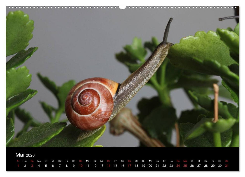 Lautlose Begleiter - Schnecken (CALVENDO Premium Wandkalender 2026)