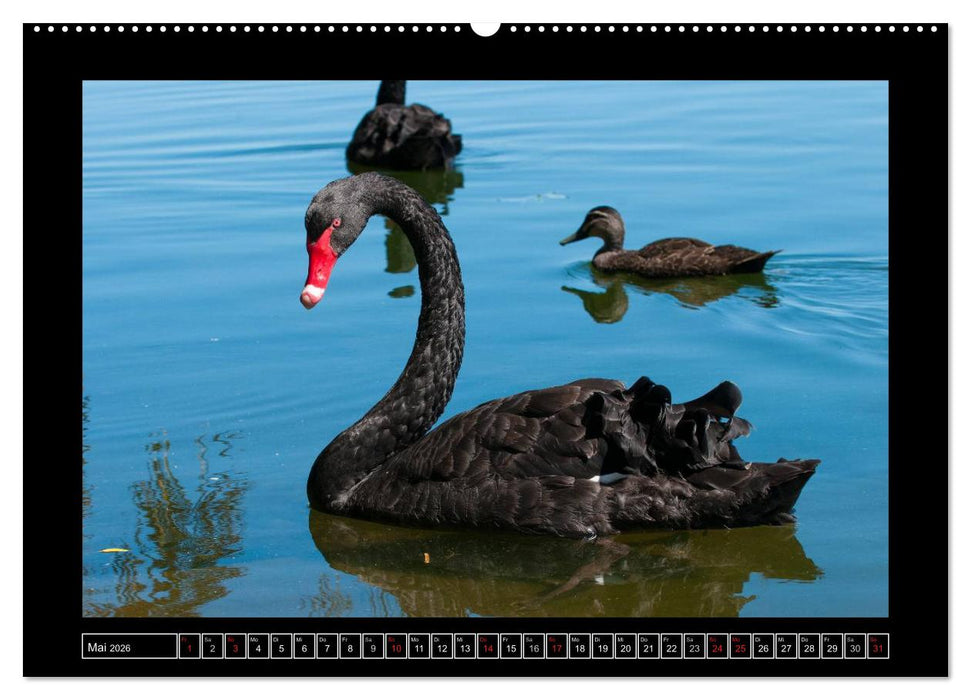 Vögel von "Down Under" Australien (CALVENDO Wandkalender 2026)